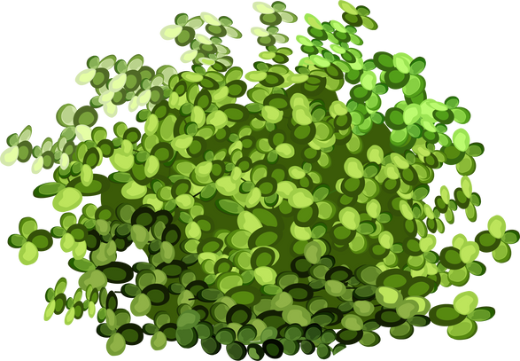 Green Bush Illustration